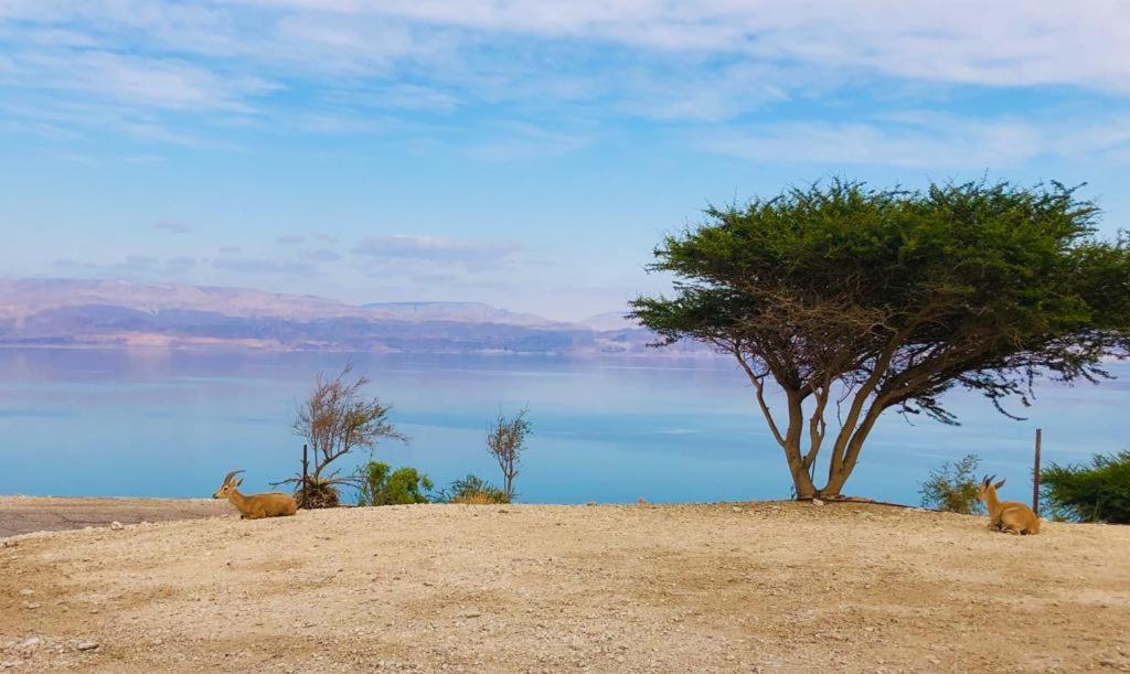 Ein Gedi Caravan By Dory Caravan Exterior photo